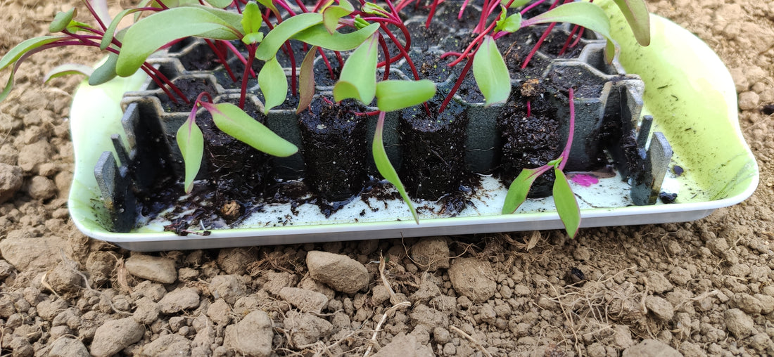 Grow More, Spend Less: How SproutJoy Can Help You Save Money on Food 