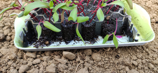 Grow More, Spend Less: How SproutJoy Can Help You Save Money on Food 