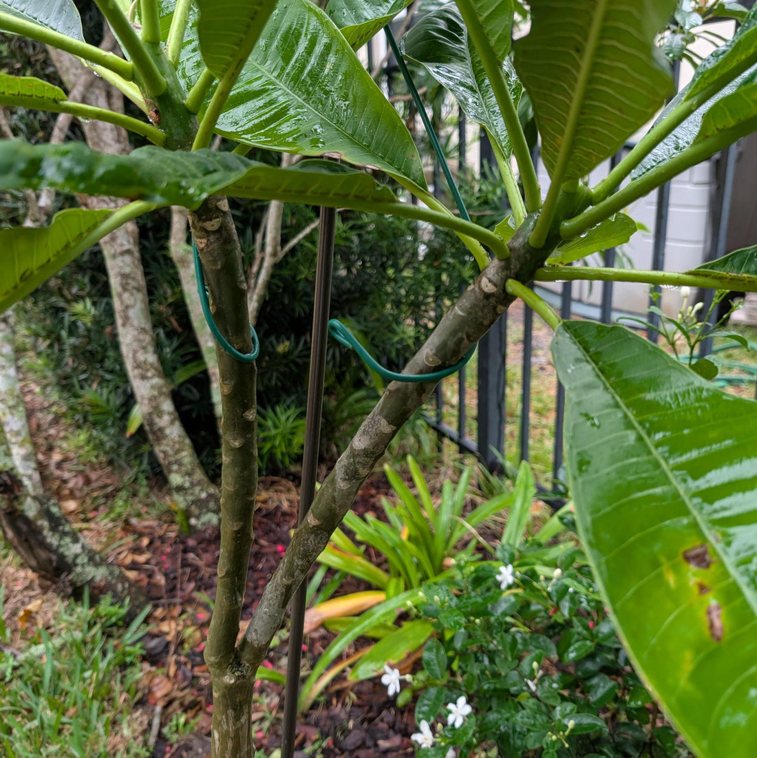 Y-Stakes™: The Invisible Solution for Superior Plant Support