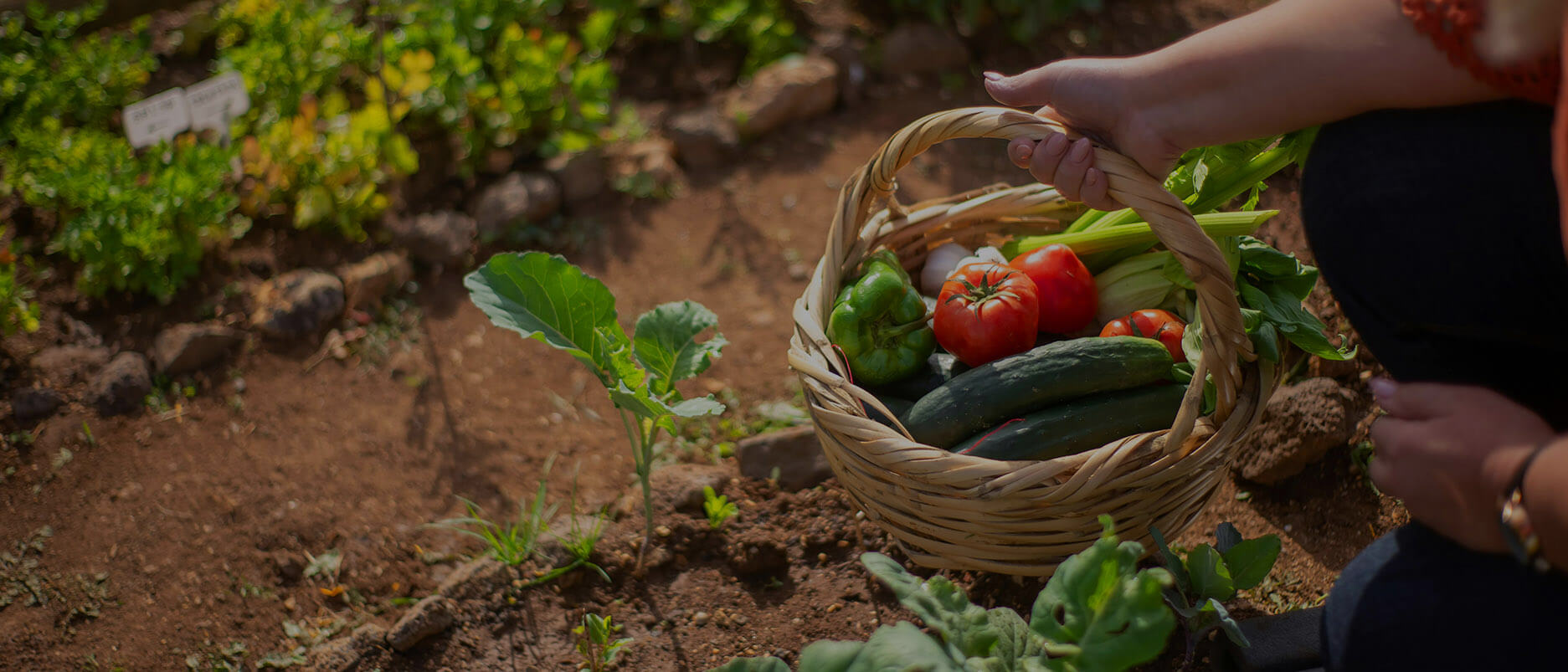Garden Works hero — elevating gardens and kitchens