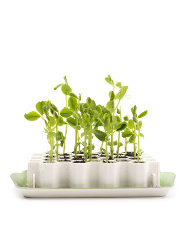 SproutJoy by Garden Works