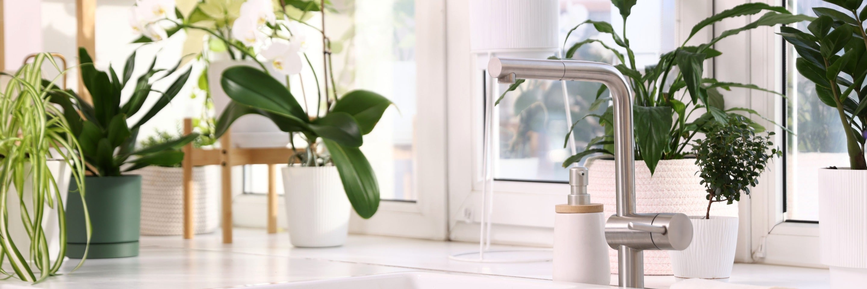 Star Kitchen bright kitchen with plants and steel faucet